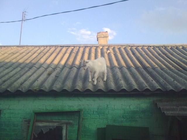 Фото0087 (2).jpg